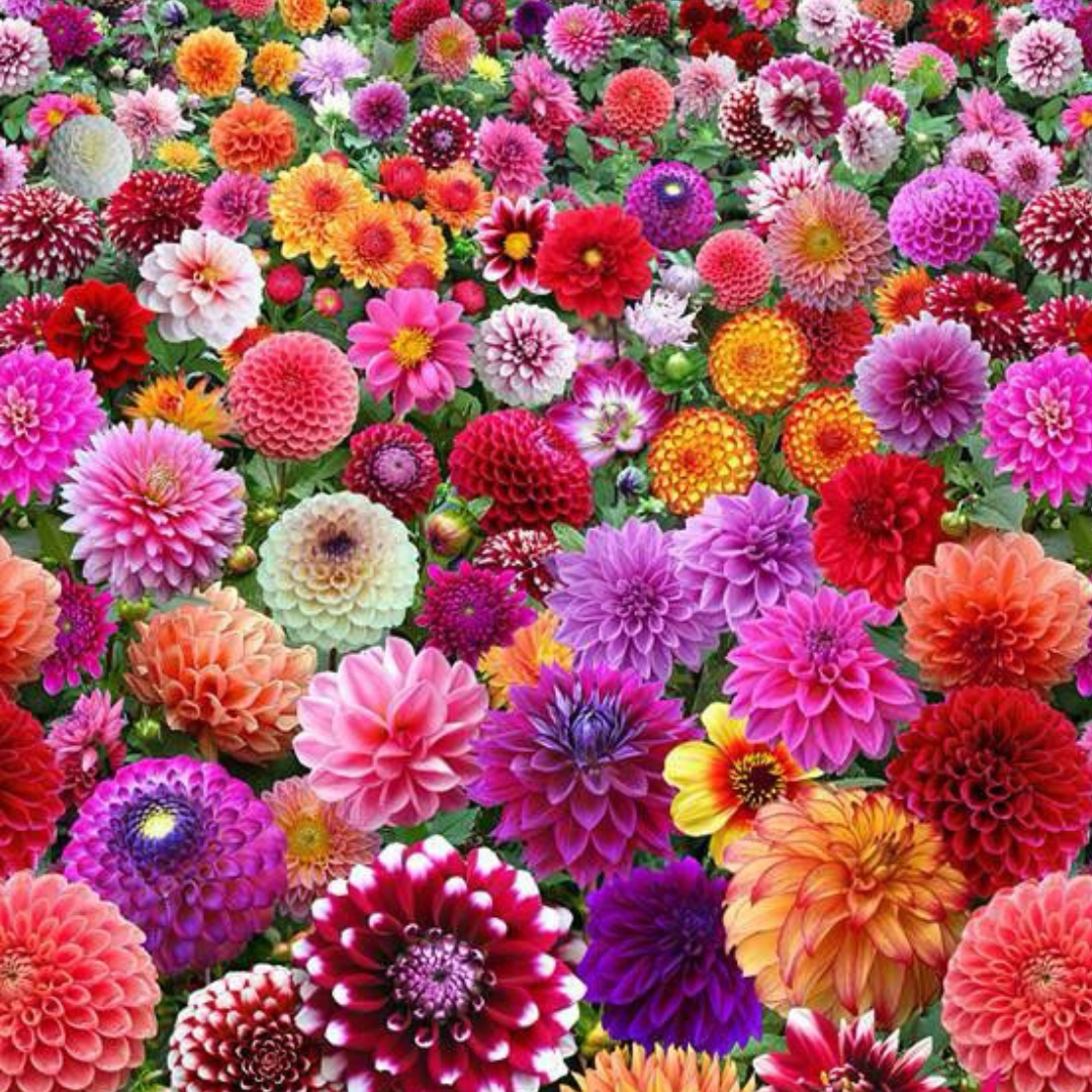 Mix Flower Seeds (Pack of 100)