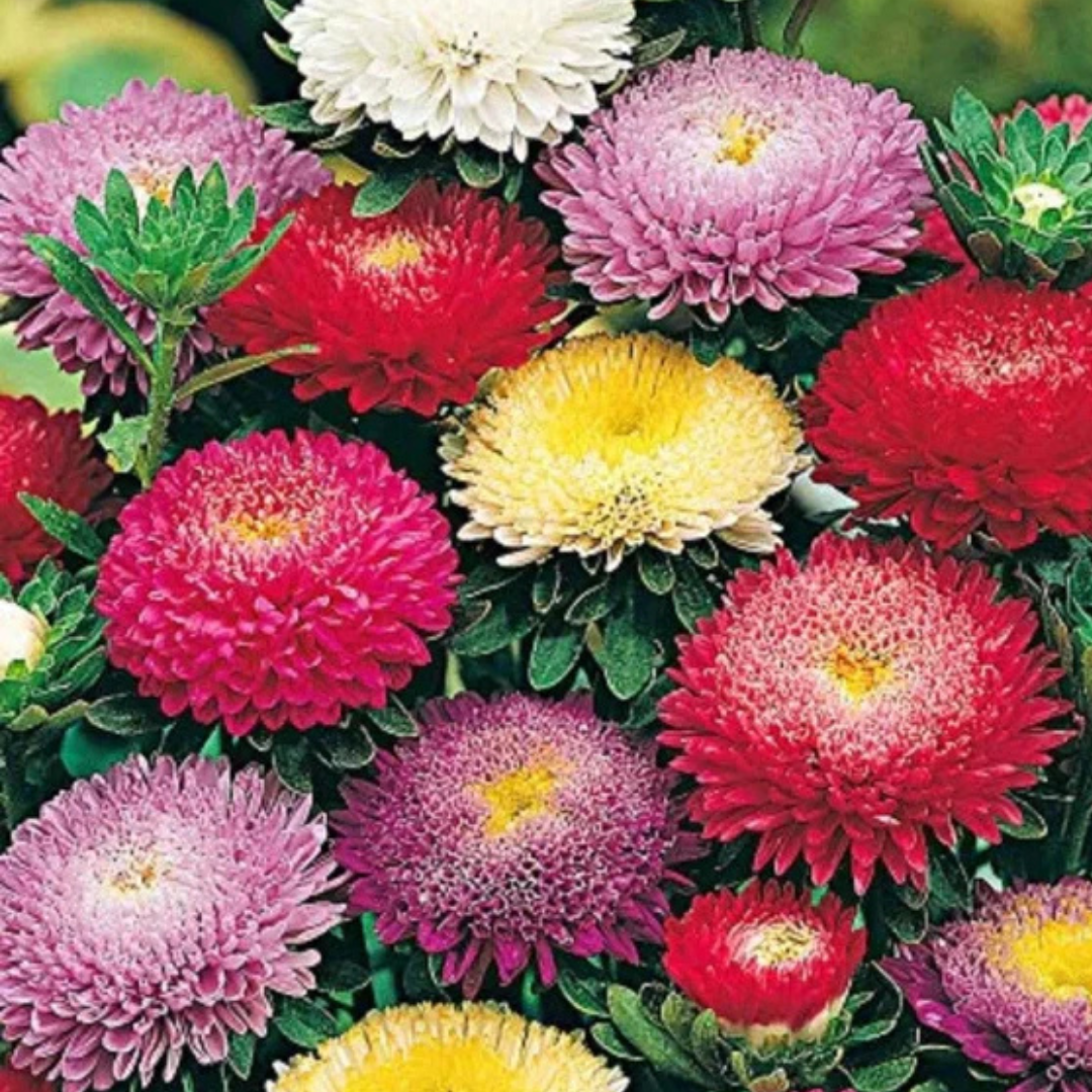 Mix Flower Seeds (Pack of 100)